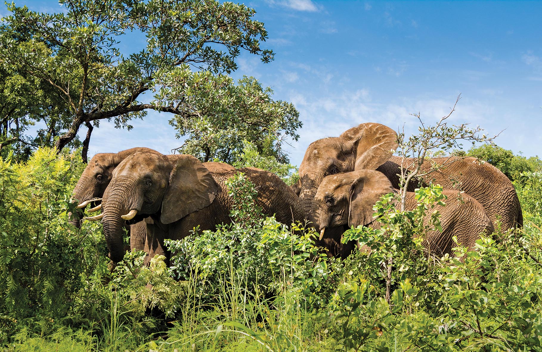 The elephant herd
