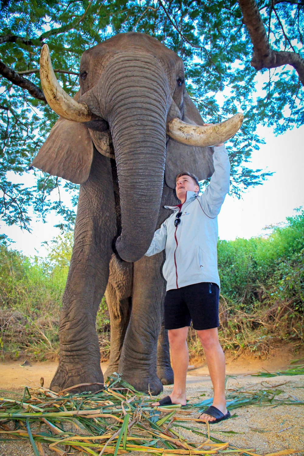 Elephant Whispers | Ethical Elephant Experiences