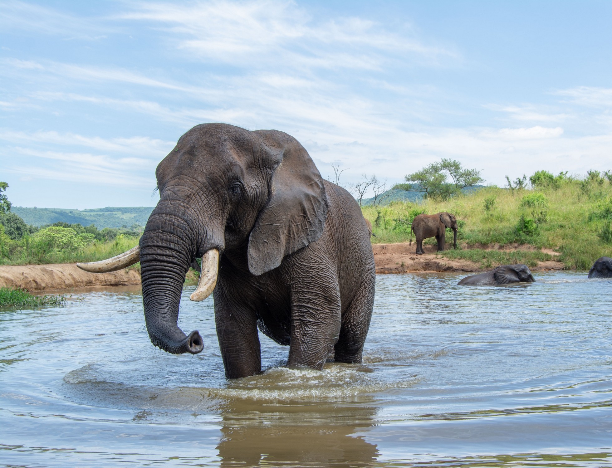 Tembo
