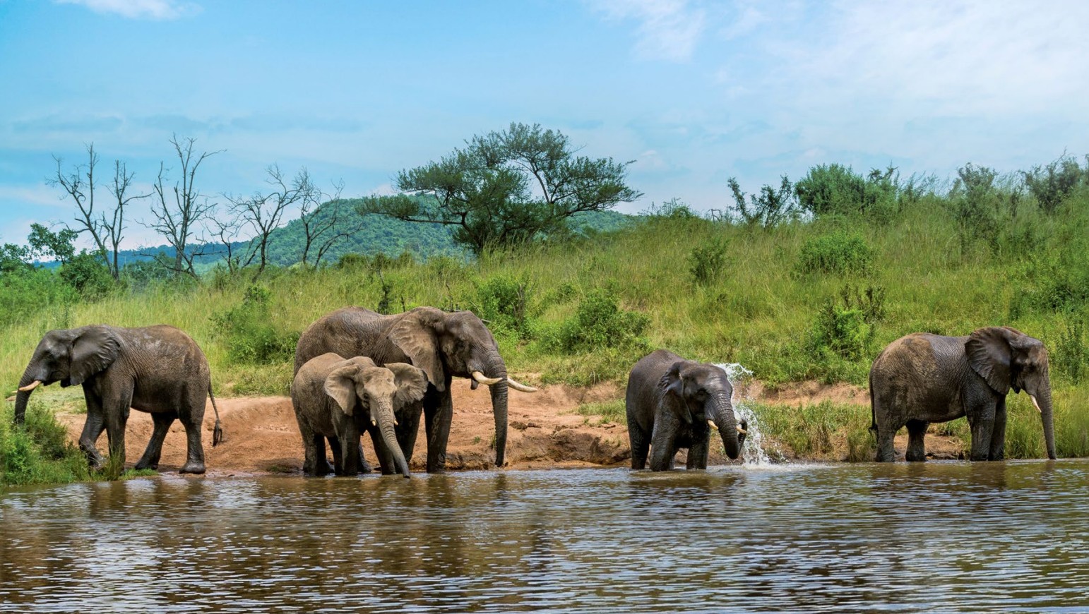 Elephant family