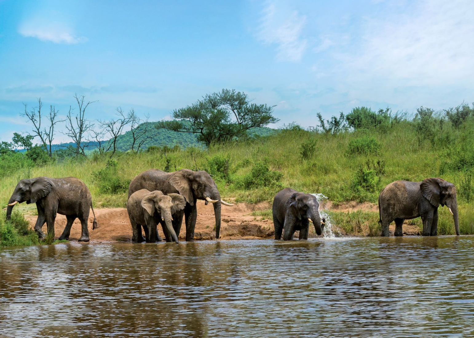 Elephant family