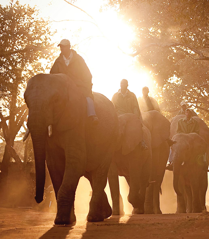 Swimming elephants