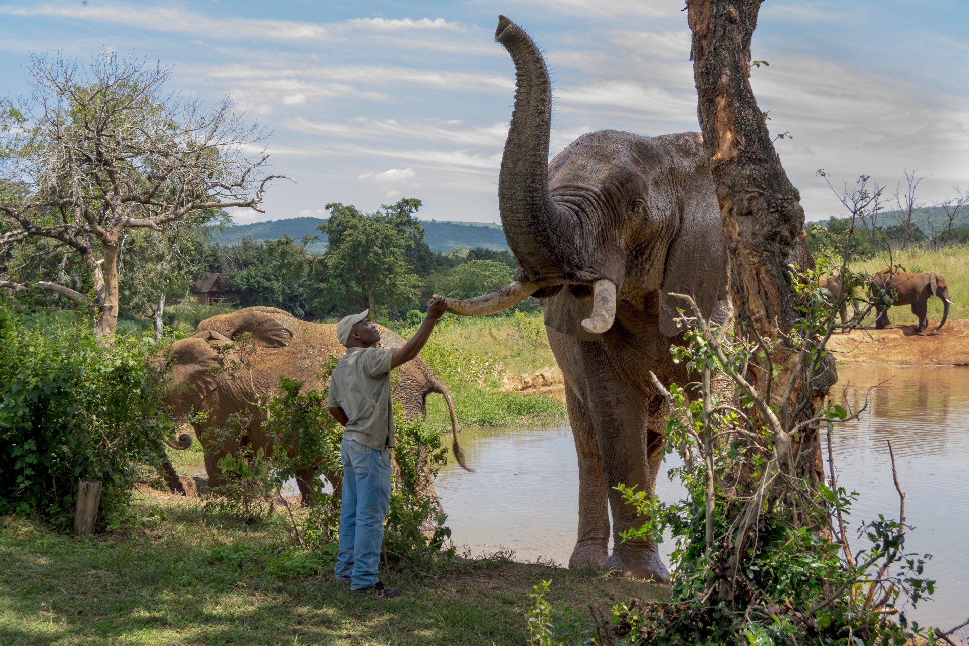 Our elephant herd