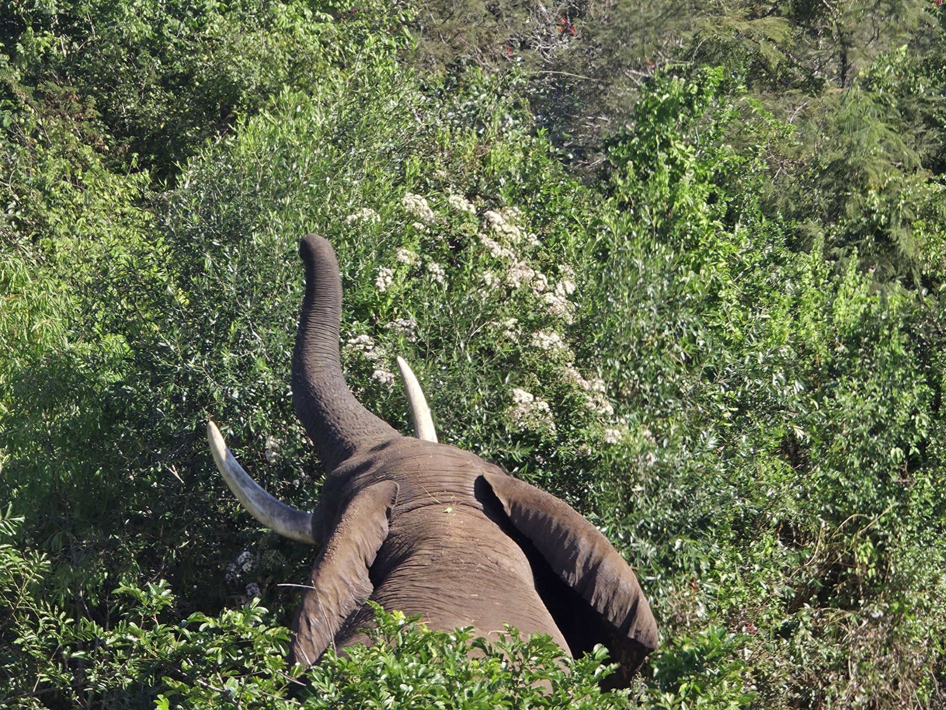 Elephant Whispers sanctuary