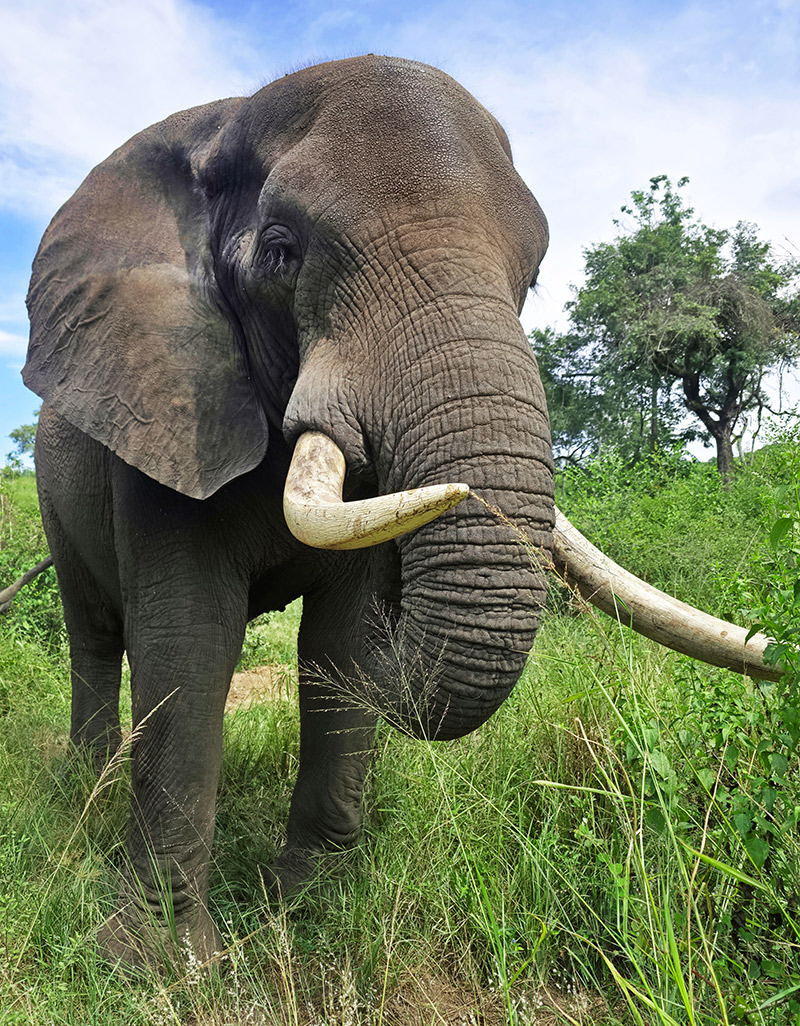 Tembo